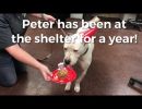 peter s one year at the shelter